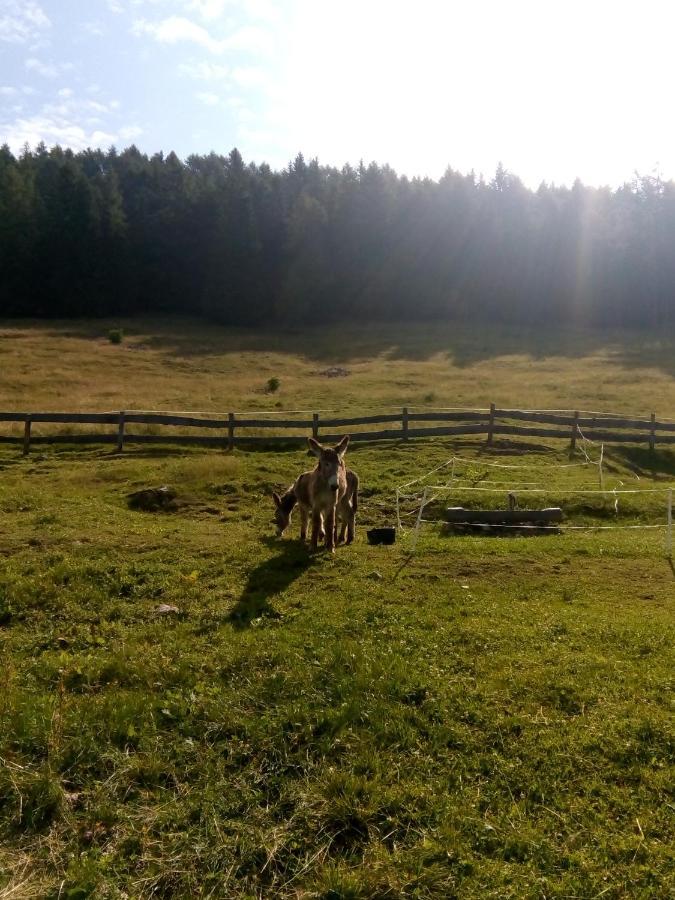 B&B Pra' Dei Cervi Telve Buitenkant foto