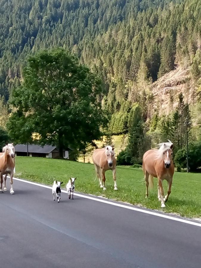B&B Pra' Dei Cervi Telve Buitenkant foto