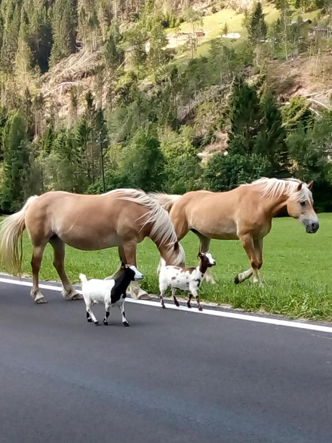 B&B Pra' Dei Cervi Telve Buitenkant foto